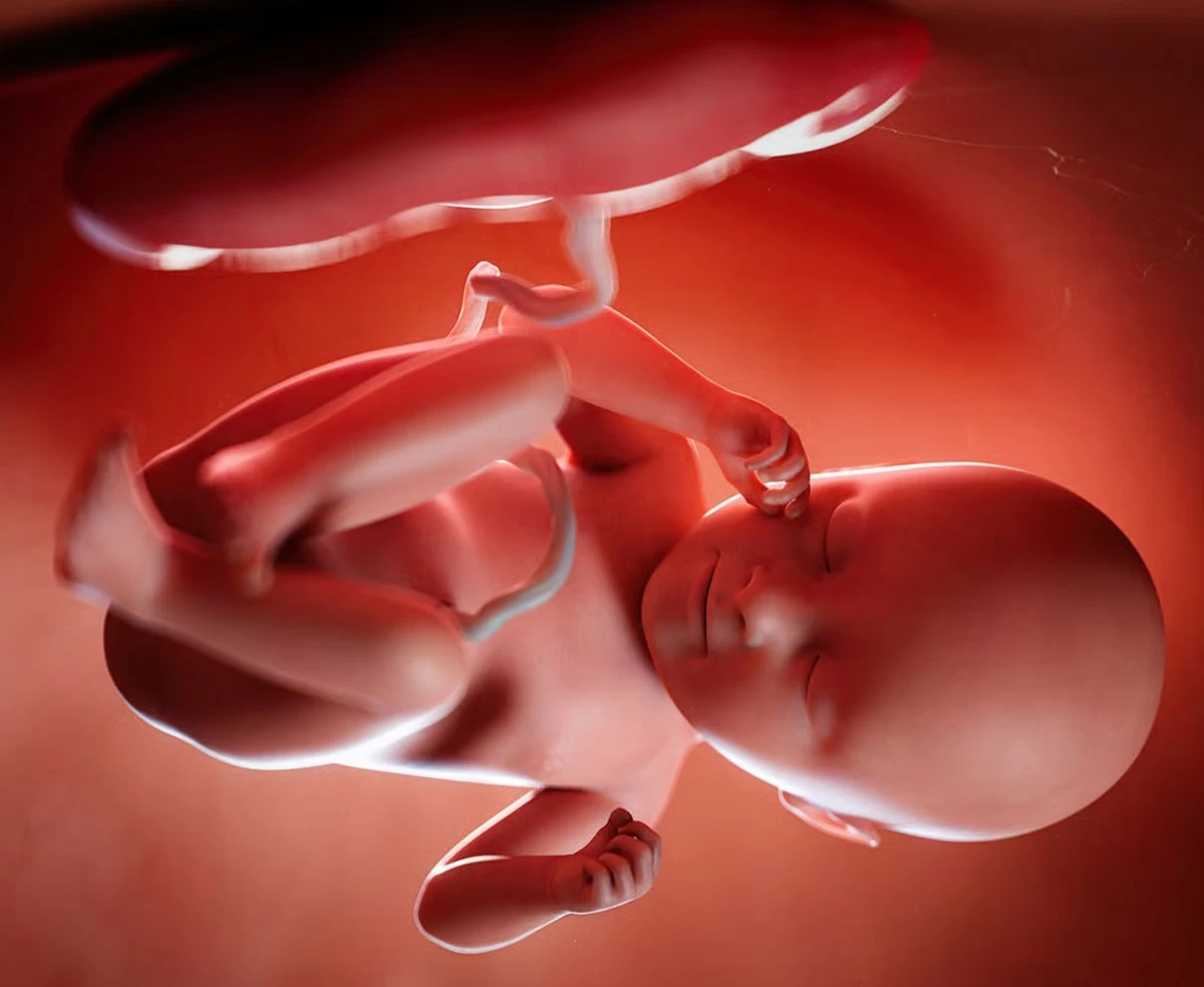 Pakistan Probes Human Placenta Smuggling for Anti-Aging Injections