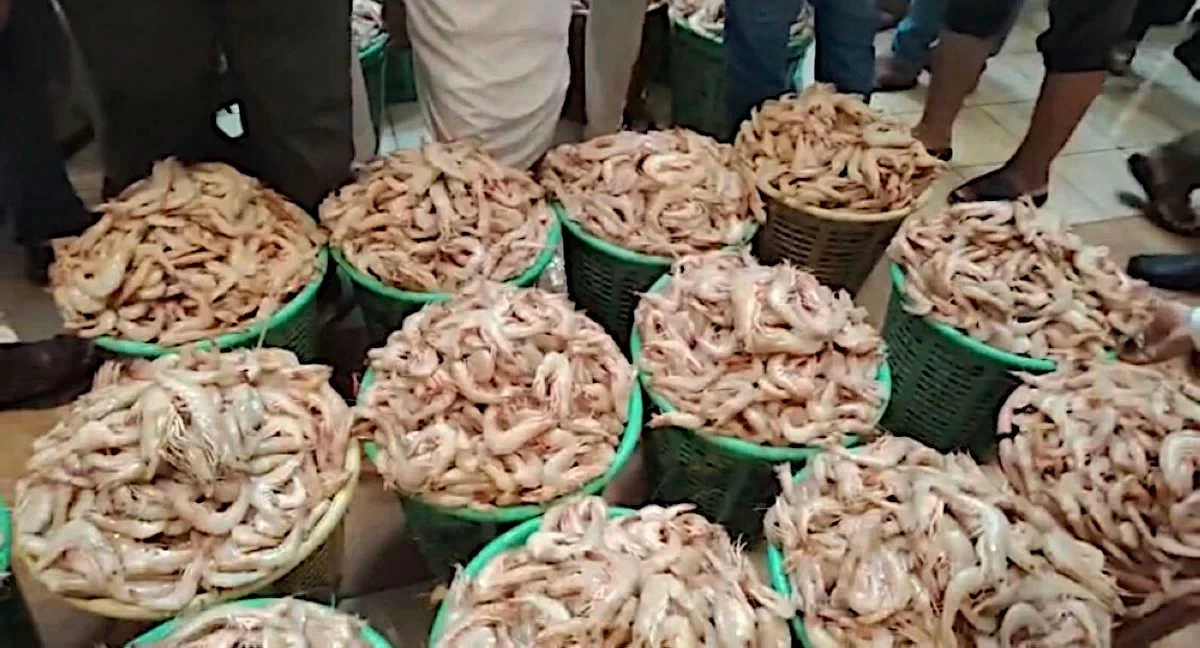 Shrimp Season Starts Strong in Kuwait With 13.8 Tons Delivered to Markets