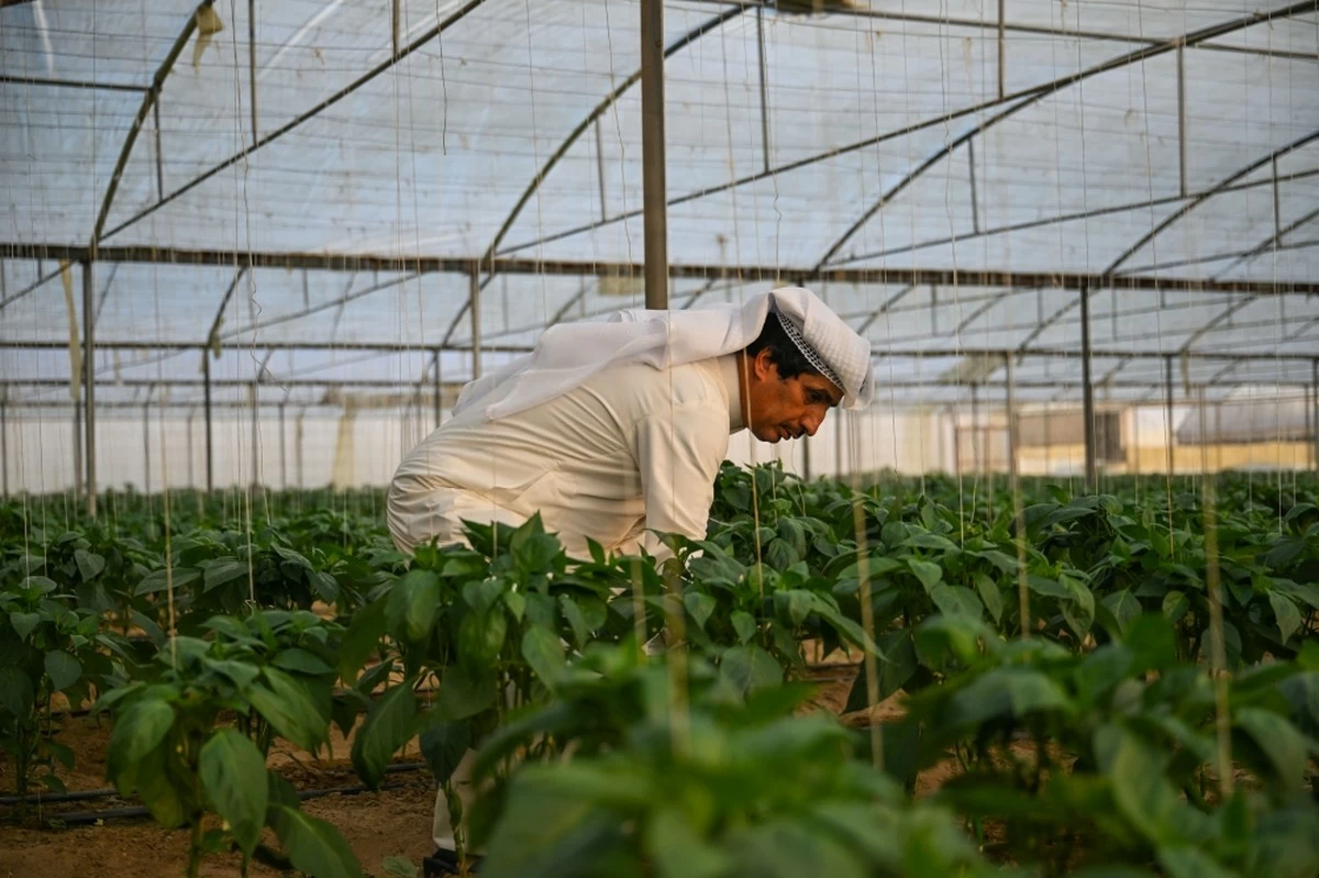 Kuwait vows fairness for farm holders