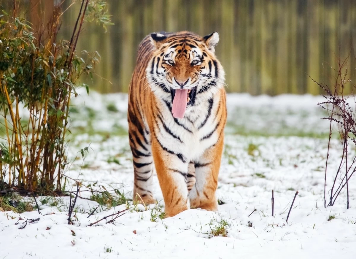 Tiger kills man who entered the big cat enclosure at English wildlife park