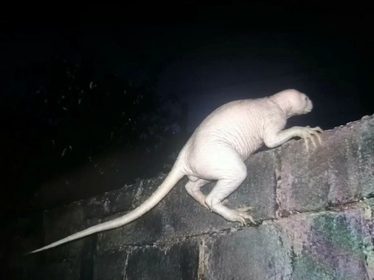 &lsquo;Something Scary&rsquo;: White Creature Filmed Near US&ndash;Mexico Border Fuels Claims of an Unknown Predator &mdash; and a Wave of Skepticism