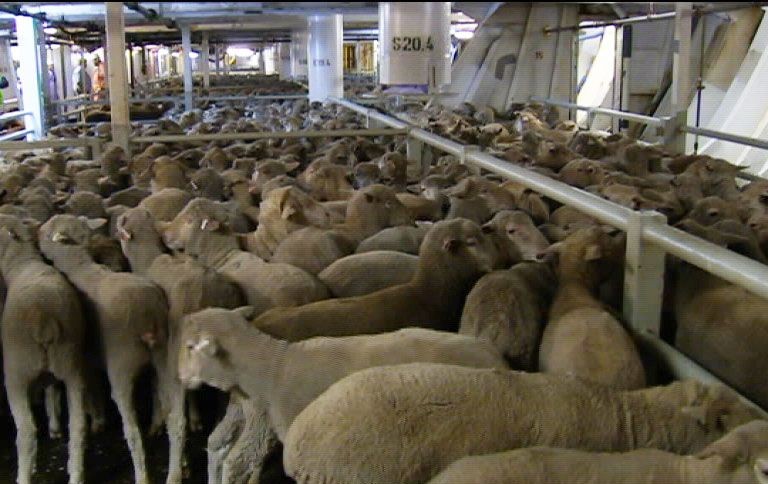 Kuwait-Australia Relations In Jeopardy Over Live Sheep Export Dispute