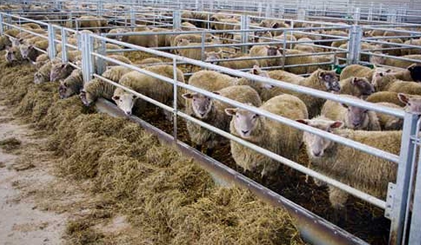 Three young people steal sheep from mainland Mina Abdullah