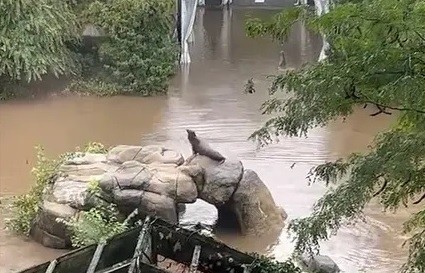 Central Park Zoo sea lion’s adventure in the midst of New York flooding
