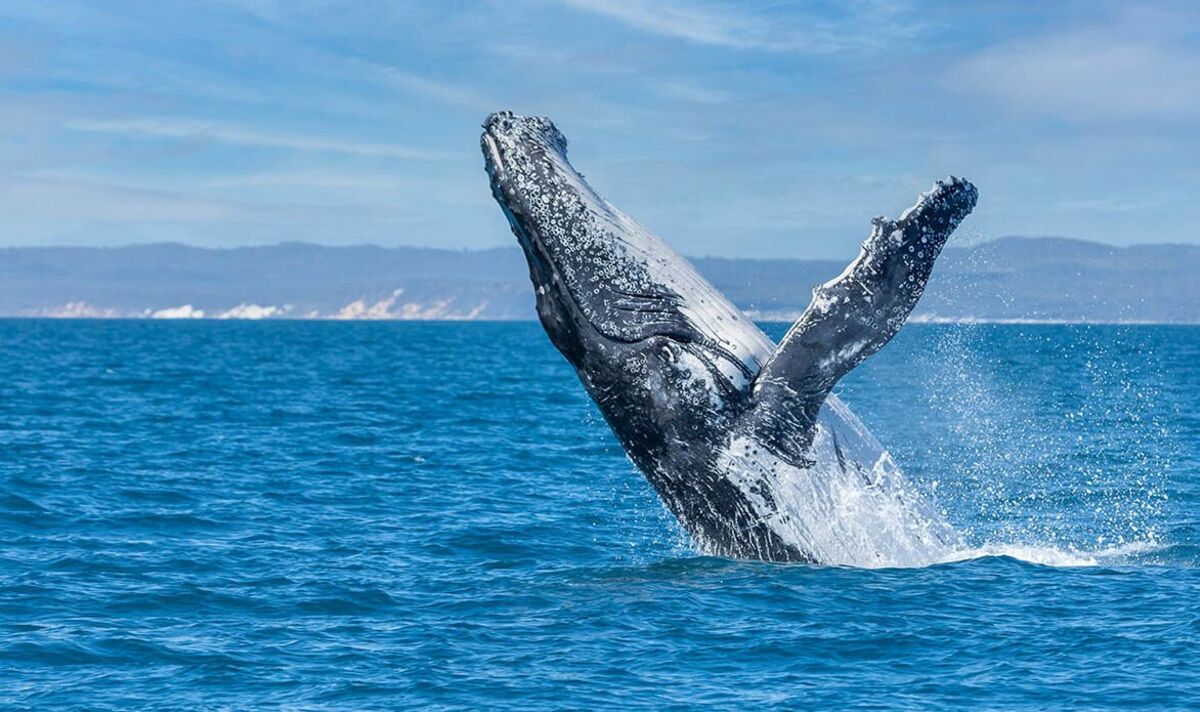 Breaching whale capsizes boat, leaving one dead in Australia
