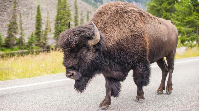 Unexpected adventure: Bison traps tourist in Yellowstone bathroom
