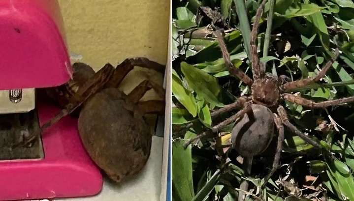 Startling Encounter: Woman Discovers Massive Pregnant Spider in Office