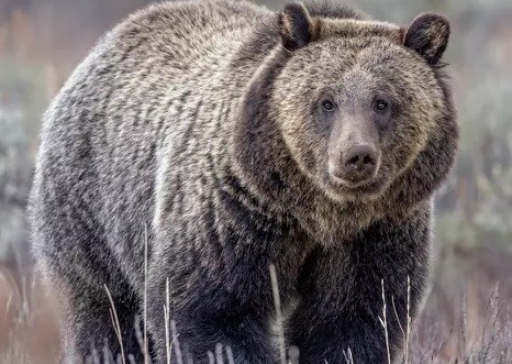 Tragic Incident: Couple Fatally Attacked by Grizzly Bear in Canada