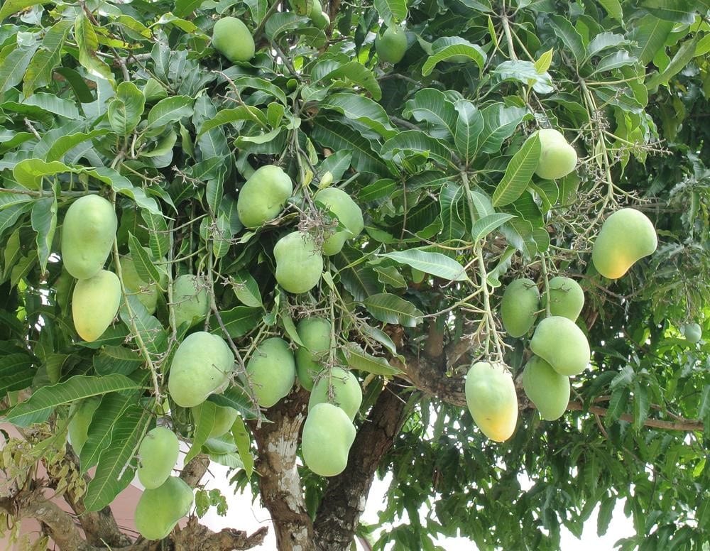 From Bangladesh to the Gulf: Mango Trees Bring Prosperity