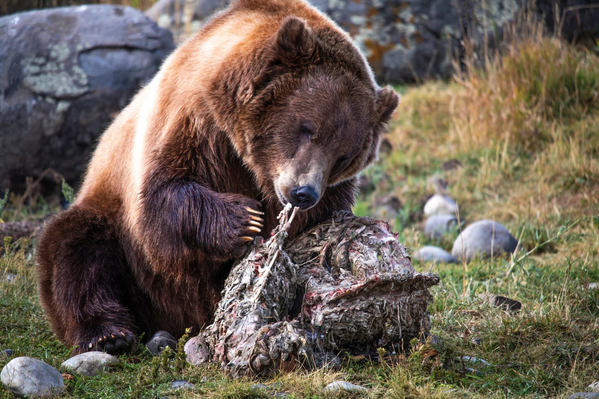 Two people killed by grizzly bear in Canada