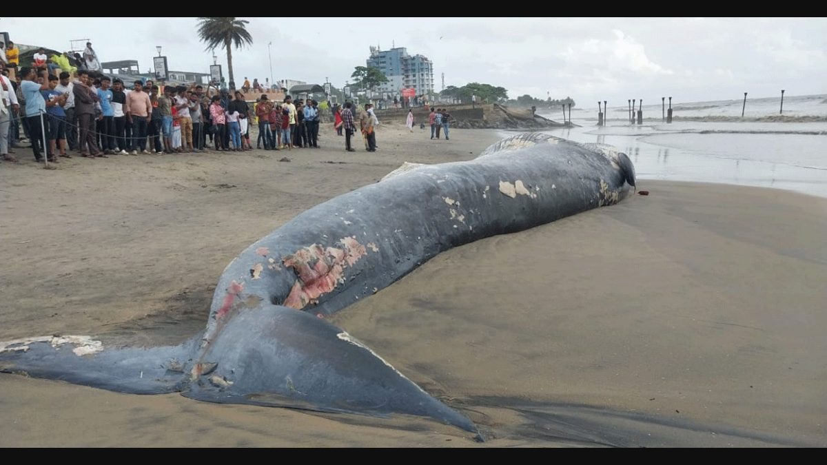 Enormous blue whale carcass washed ashore in Kerala