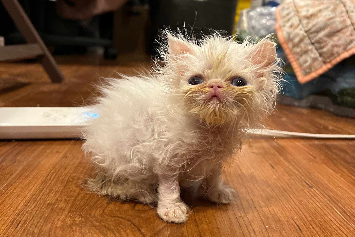 Meet Wisp: The adorable Persian kitten that stole TikTok’s heart