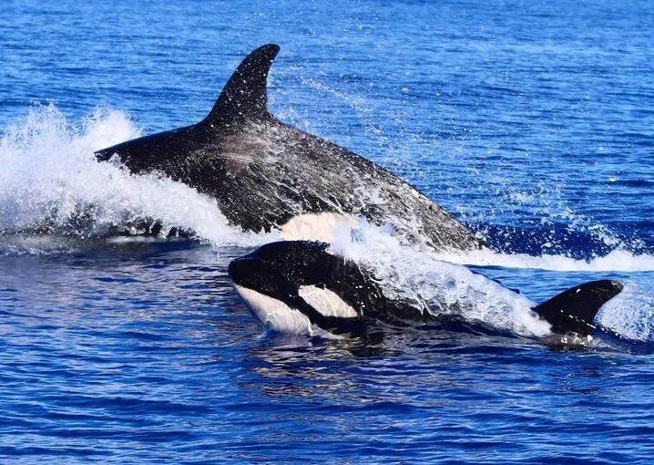 orca vs yachts