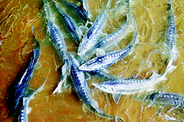 In this Nov 3, 2015 photo, sturgeons swim, at the Ghareh Boron Caviar Fish Farm in the coastal town of Goldasht. Iran, once the world’s biggest exporter, sold over 40 tons of sturgeon eggs in 2000 but exports plunged to just one ton last year due to dwindling natural stocks and economic sanctions imposed by world powers in response to Iran’s nuclear program. (AP)