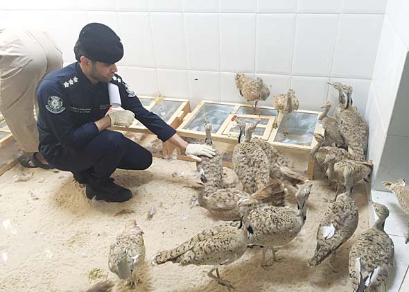 Environment police looking after the confiscated birds.