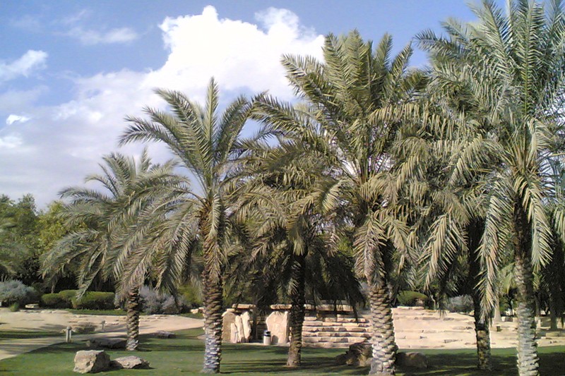 Suit filed for plucking palm trees