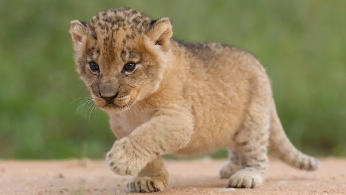 Hunt for a lioness cub hidden by Kuwaiti citizen