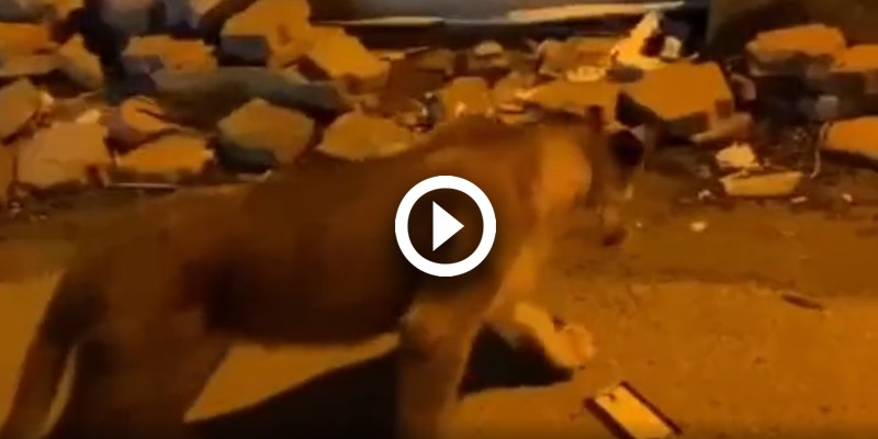 Escaped pet lion recaptured