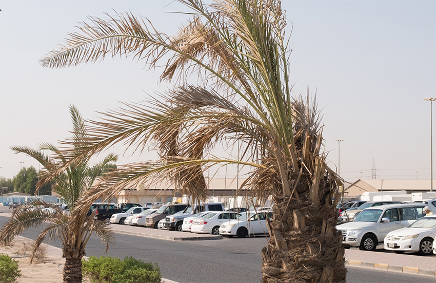 700 palm trees died due to neglect - Watering contract not renewed