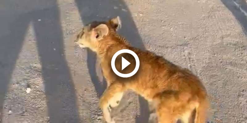 Lion cub wanders in Sabah Al Ahmad area