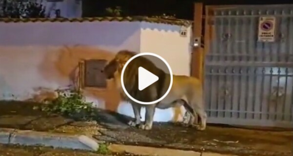 Italian Seaside Town in Panic as Circus Lion Roams Free