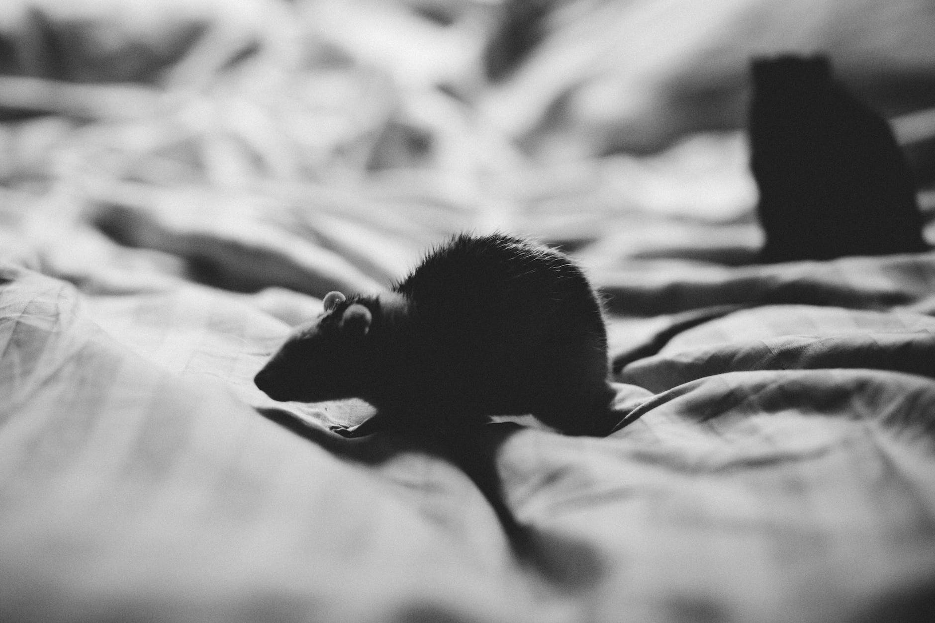 grayscale photo of a rat