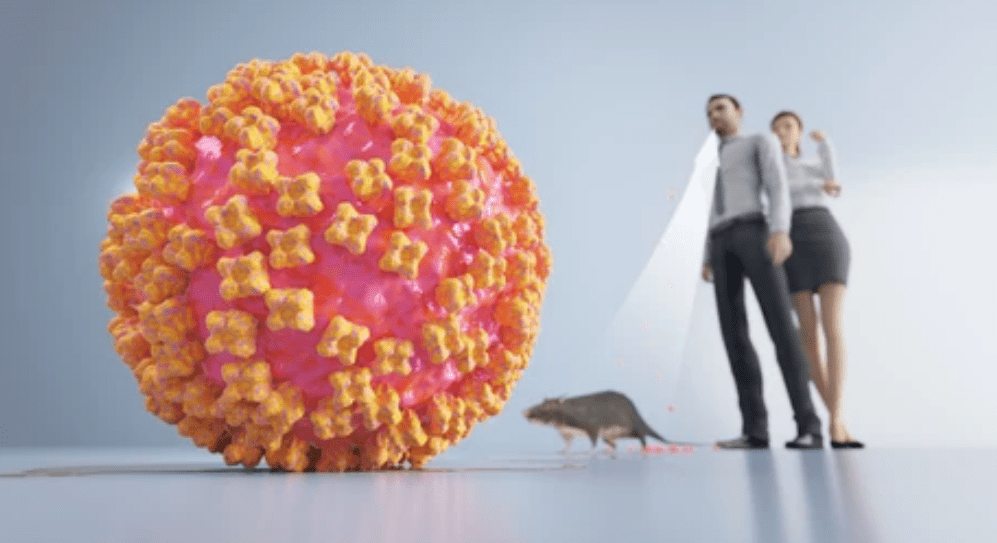 No Hantavirus cases in Kuwait