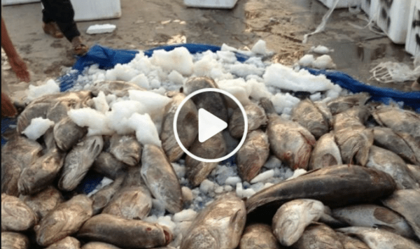 287kg of Rotten Fish and Meat Destroyed from Mubarakiya Market
